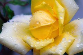 Raindrops on a yellow rose close-up on blurred background