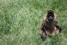 funny wild primate in jungle
