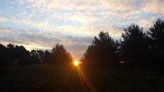 bright yellow sun through the trees