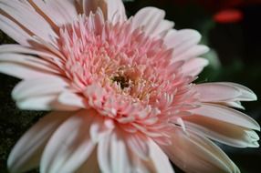 pink daisy bloom macro view