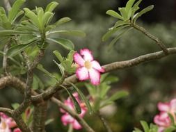 amazing bloom tropics