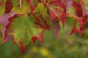 green red maple leaves close up