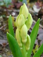 hyacinth plant on earth