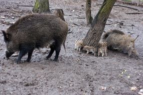 wild boars with little pigs in forest