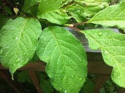 attractive green leaf