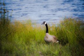 goose bird at the lake
