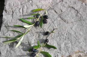 olive fruit branch on stone