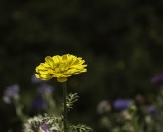 yellow nature bloom