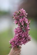 pink tree branch