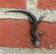 lizard on a brick wall