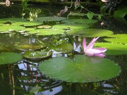 water lily among the large leaves in a pond