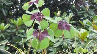 green four-leaf clover