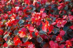 cherry red ice begonias closeup