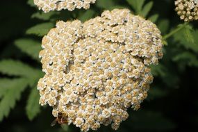 white green plant