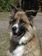 aint bernard dog s