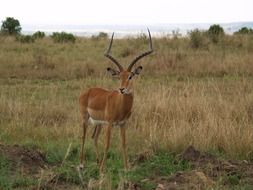 africa horned Gazelle