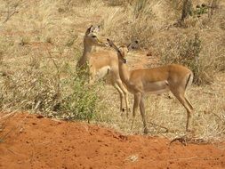 two gazelles in the wild in Kenya