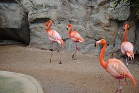 exotic pink flamingo walking in rocks