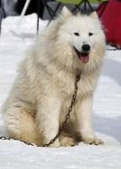 white husky in the snow