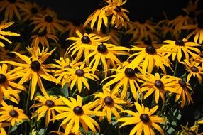 A lot of the beautiful colorful daisies in summer