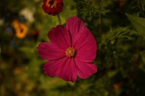 flower close-up shot