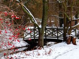 landscape of wintry park