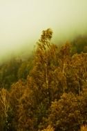 panorama of fog over part of the forest in summer