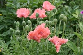 Pink poppies on the meadow