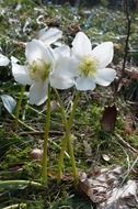 Picture of christmas roses