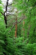 A lot of green trees and plants in the beautiful forest at daytime