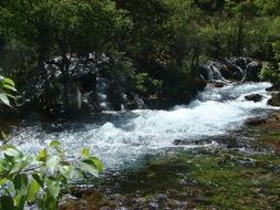 foamy stream in the forest