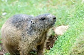 alpine marmot close-up