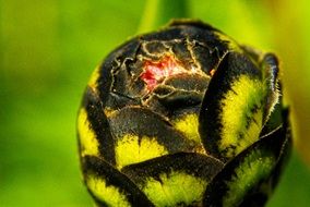 decorative round black bud
