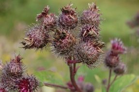 closeup view of dry thistle like a thorny bush