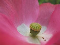 irresistible poppy flower
