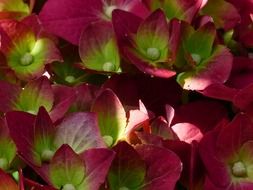 perfect hydrangea flower