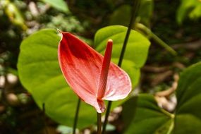 closeup of a flower stem