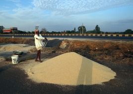 sorghum grains in Karnataka India