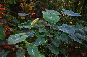green leaves of the plant in the botanical garden