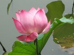 amazing lotus plant