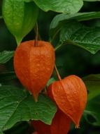 Physalis ordinary closeup