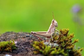 field grasshopper in nature