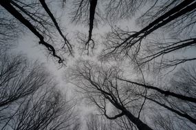 look at the sky branches of winter trees