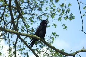 Crow on tree branch