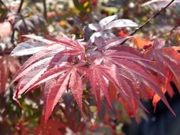 purple leaf close-up on a blurred background