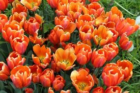 orange tulips in the greenhouse