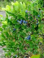 blueberry bush ripe wild