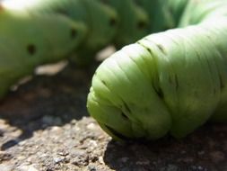 green fleshy caterpillar