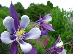 White and purple flowers in spring