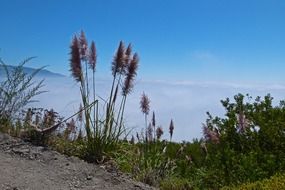 spikelets as inflorescences of wild plants